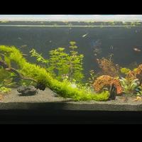 Manutenzione e Allestimento Acquari d’Acqua Dolce