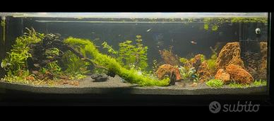 Manutenzione e Allestimento Acquari d’Acqua Dolce