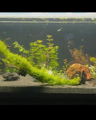 Manutenzione e Allestimento Acquari d’Acqua Dolce