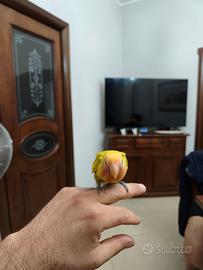 Inseparabile allevato a mano