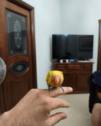 Inseparabile allevato a mano