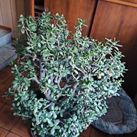 pianta crassula