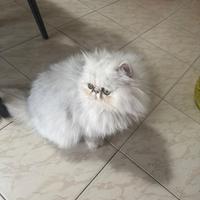 Femmina ipertipica e maschio bianco cincillà