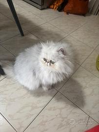 Femmina ipertipica e maschio bianco cincillà