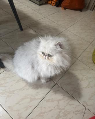 Femmina ipertipica e maschio bianco cincillà