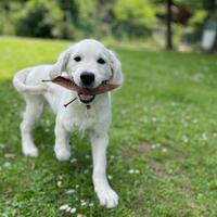 Cucciolo di Golden Retriever