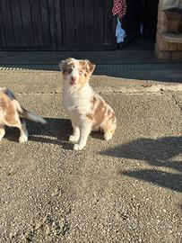 Cucciolo pastore australiano