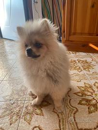 Spitz di Pomerania nano con pedigree