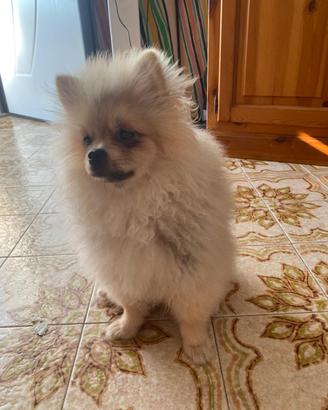 Spitz di Pomerania nano con pedigree