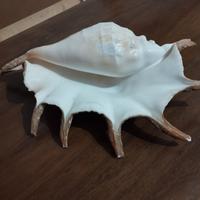 Conchiglia originale dalle Seychelles