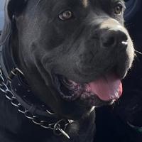 Cane corso femmina grigia