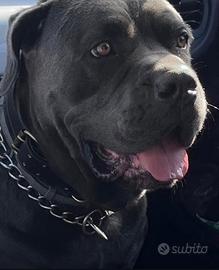 Cane corso femmina grigia