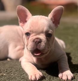 Cuccioli di bulldog francese