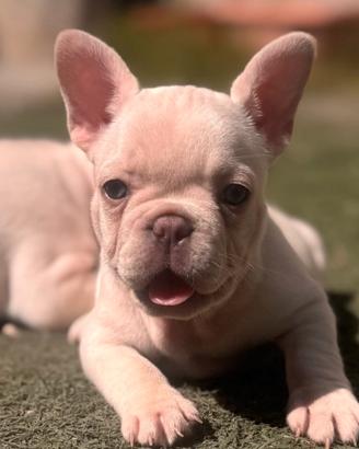 Cuccioli di bulldog francese
