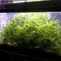 Macroalghe acquario marino alghe