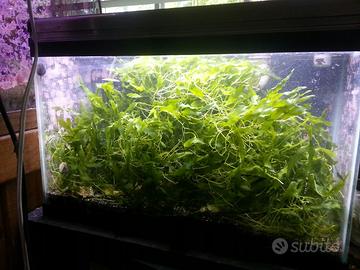 Macroalghe acquario marino alghe