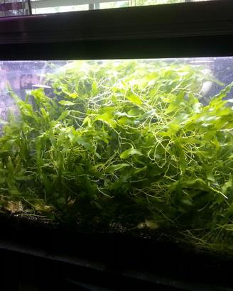Macroalghe acquario marino alghe