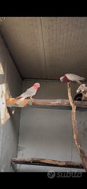 Cacatua roseicapilla lutino ed altri pappagalli