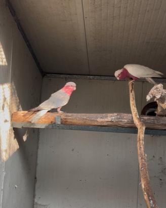 Cacatua roseicapilla lutino ed altri pappagalli
