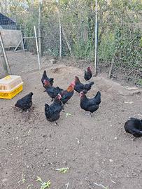 Galline marans e galli e coppie brahma