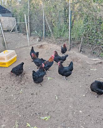 Galline marans e galli e coppie brahma