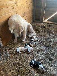 Cuccioli Maremmano/causaso