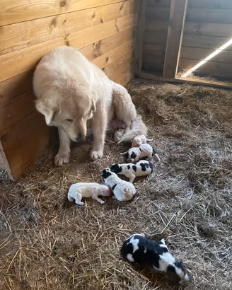 Cuccioli Maremmano/causaso