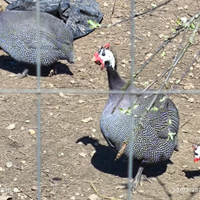 Galline Faraone