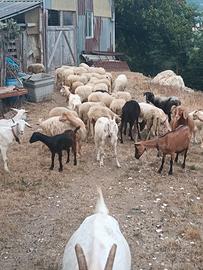 46 tra capre e pecore