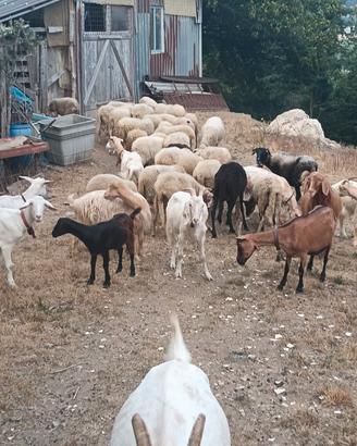 46 tra capre e pecore