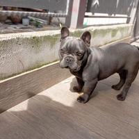 Bouledogue francese blu MON.TA