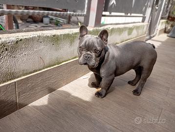 Bouledogue francese blu MON.TA