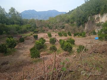 Terreno agricolo