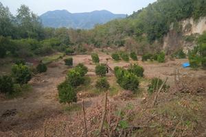 Terreno agricolo