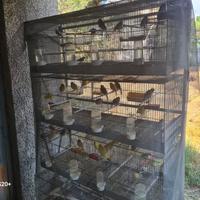 batteria gabbie da 120cm