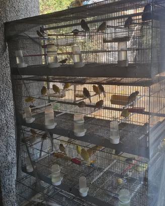 batteria gabbie da 120cm