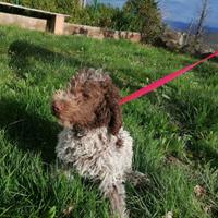Cucciolo di Lagotto