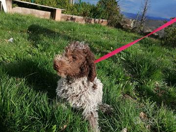 Cucciolo di Lagotto