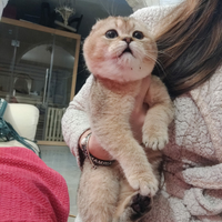 Cucciolli Scottish Fold