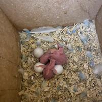 Disponibili Pulli cocorite