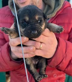 Cuccioli di pastore tedesco