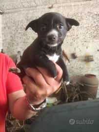 Cagnolina