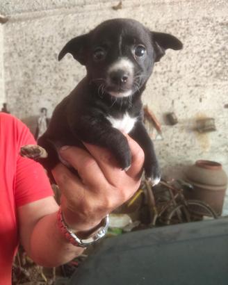 Cagnolina