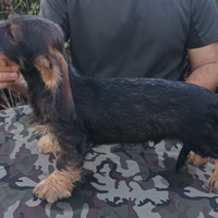 Bassotto Tedesco a pelo duro S/D