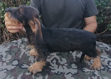 Bassotto Tedesco a pelo duro S/D