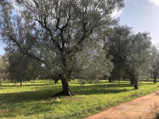 Terreno agricolo uliveto