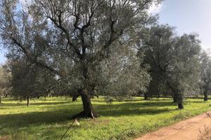 Terreno agricolo uliveto