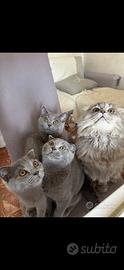 Gatti Scottish Fold e Scottish Straight