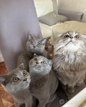 Gatti Scottish Fold e Scottish Straight