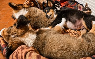 pastore scozzese collie 
